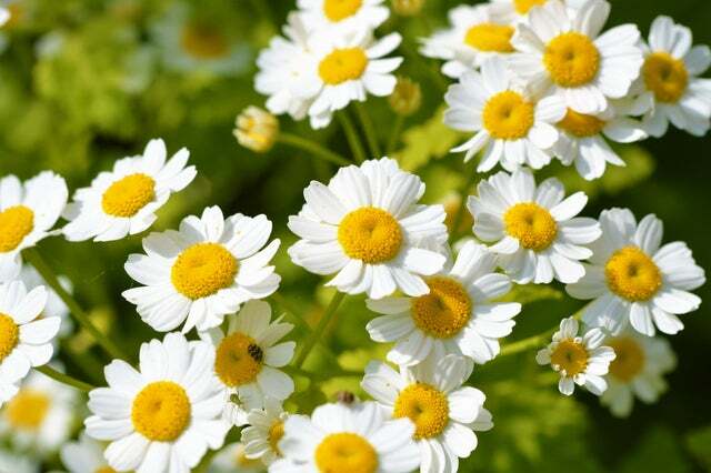 100 Feverfew Herb Seeds for Planting