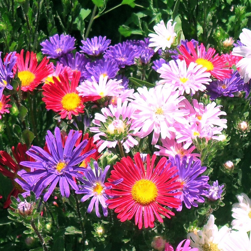 500+SingleChina Aster Seeds Mix Colorful Daisy-like Garden Flowers Seeds USA
