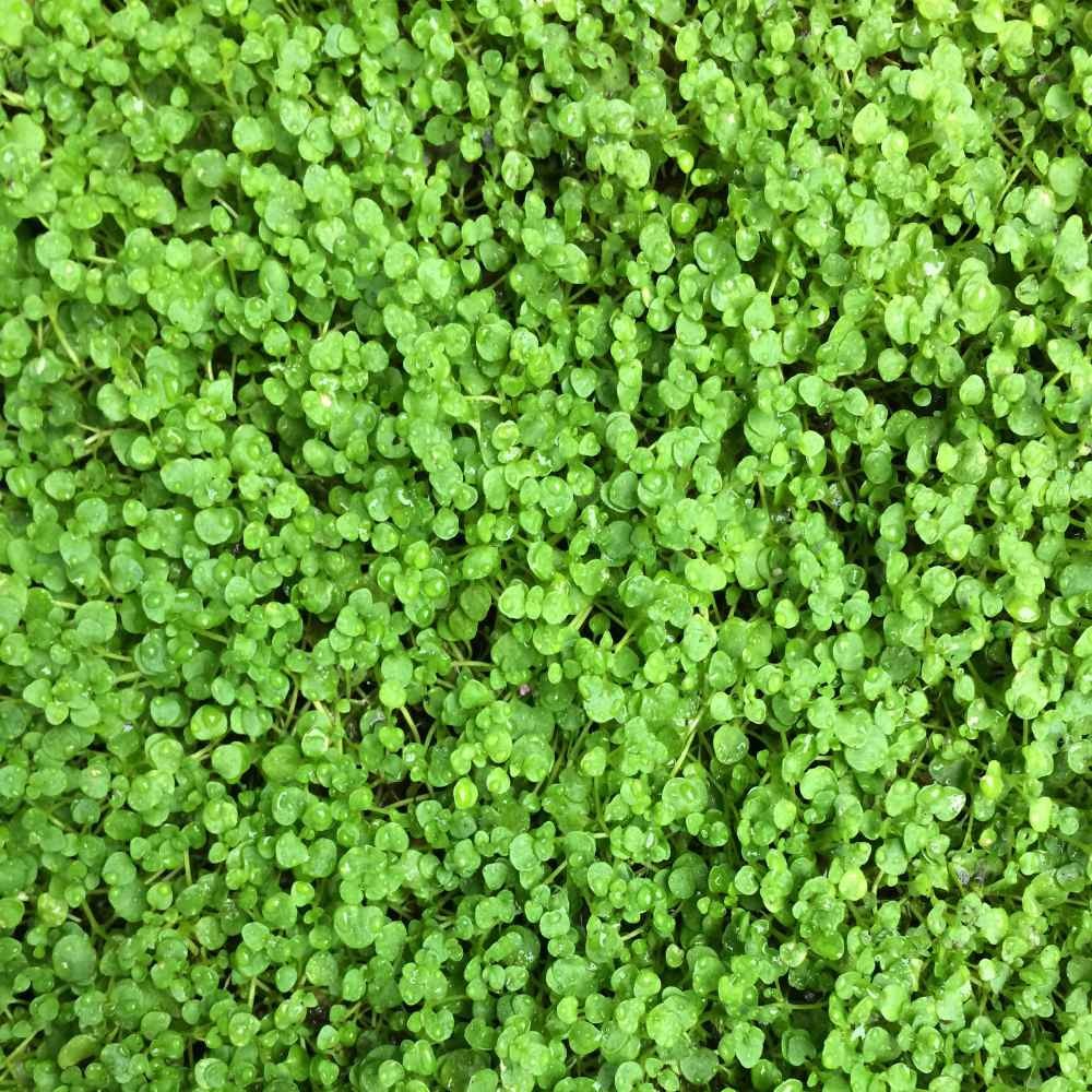 50 Pellets Corsican Mint Seeds For Planting | Ground Cover Plant Seed