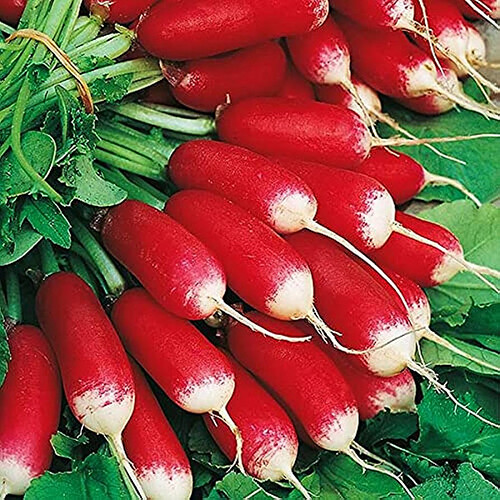 French Breakfast Radish Seeds | Heirloom / Non-GMO | Free Shipping | 1095