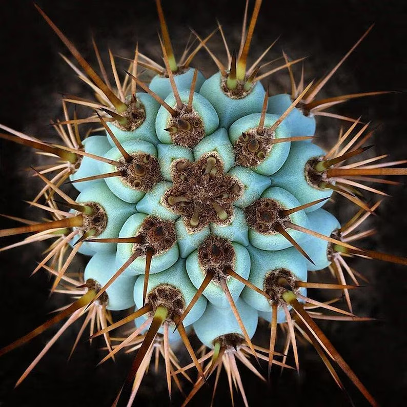 10 “BLUE CEREUS” CACTUS SEEDS (Browningia hertlingiana) RARE Tree Like Cacti