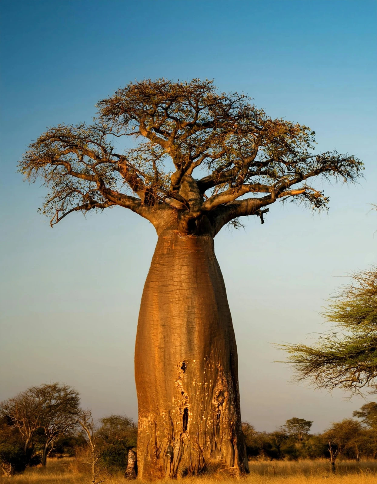 30 Adansonia Grandidieri Seeds – Grandidier’s Baobab Tree – Giant Baobab Seeds