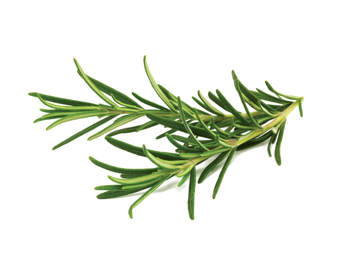 Rosemary Seeds Culinary Herb Perennial Shrub Non-GMO. Heirloom | Mai’s Family