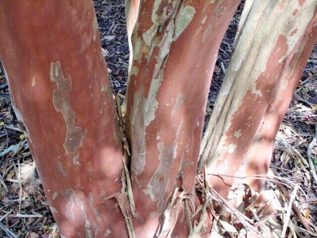 25 OSAGE CREPE MYRTLE SEEDS – Lagerstroemia india x fauriei ‘Osage’