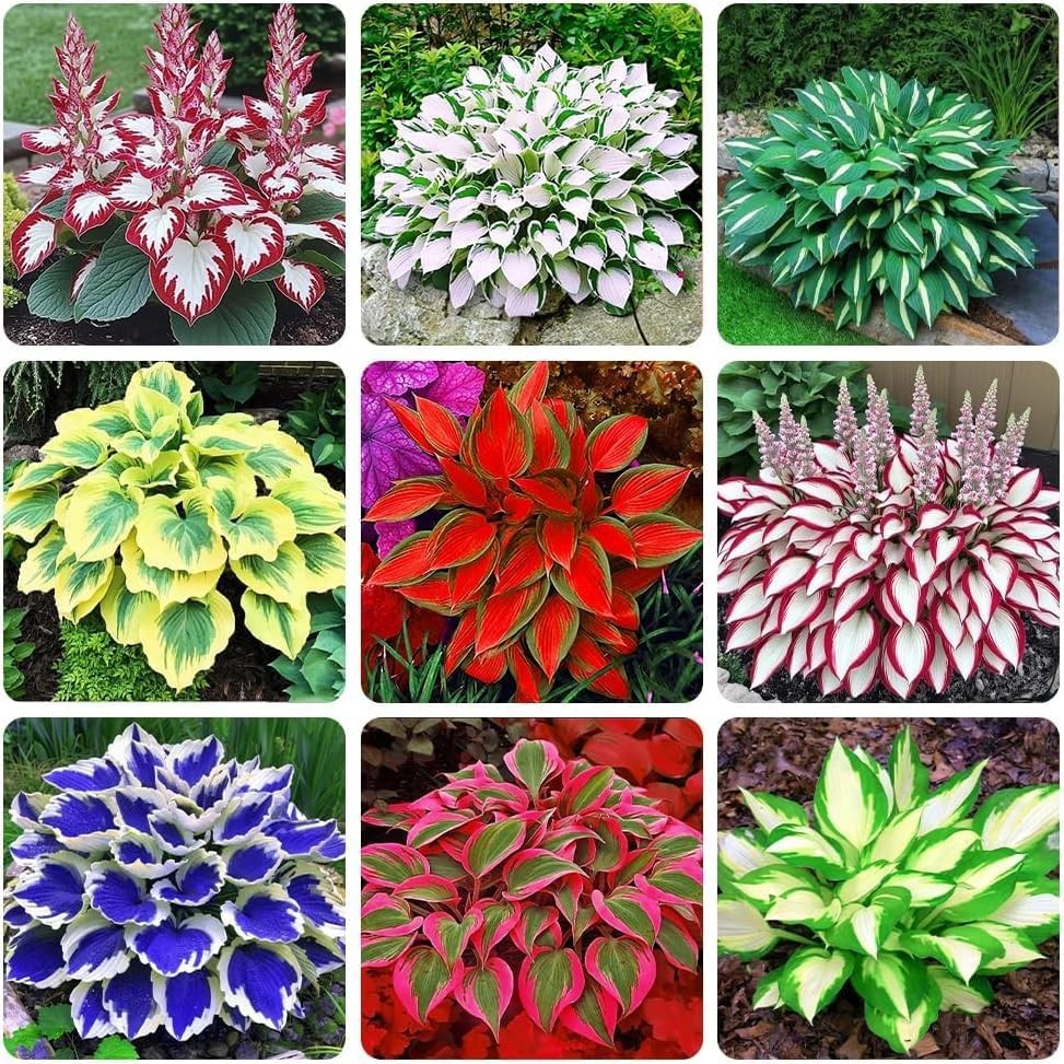 288+ Rare Mixed Hosta Seeds for Shade Gardens, Patios & Borders