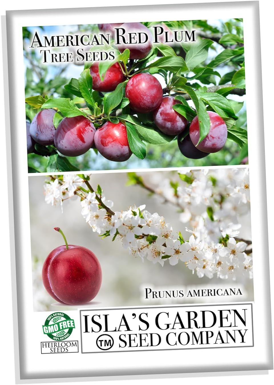 American Red Plum Tree Seeds for Planting, 5 Fruit Seeds Per Packet, (), Non GMO