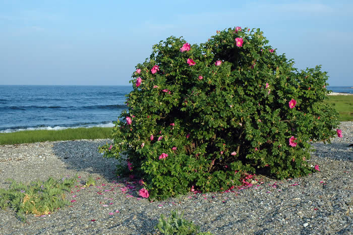 Pink Rugosa Rose, Rosa rugosa Pink, Shrub Seeds