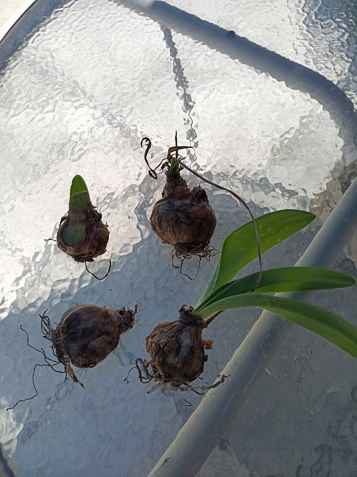 6 bulbs – Hardy Amaryllis, orange red Florida grown