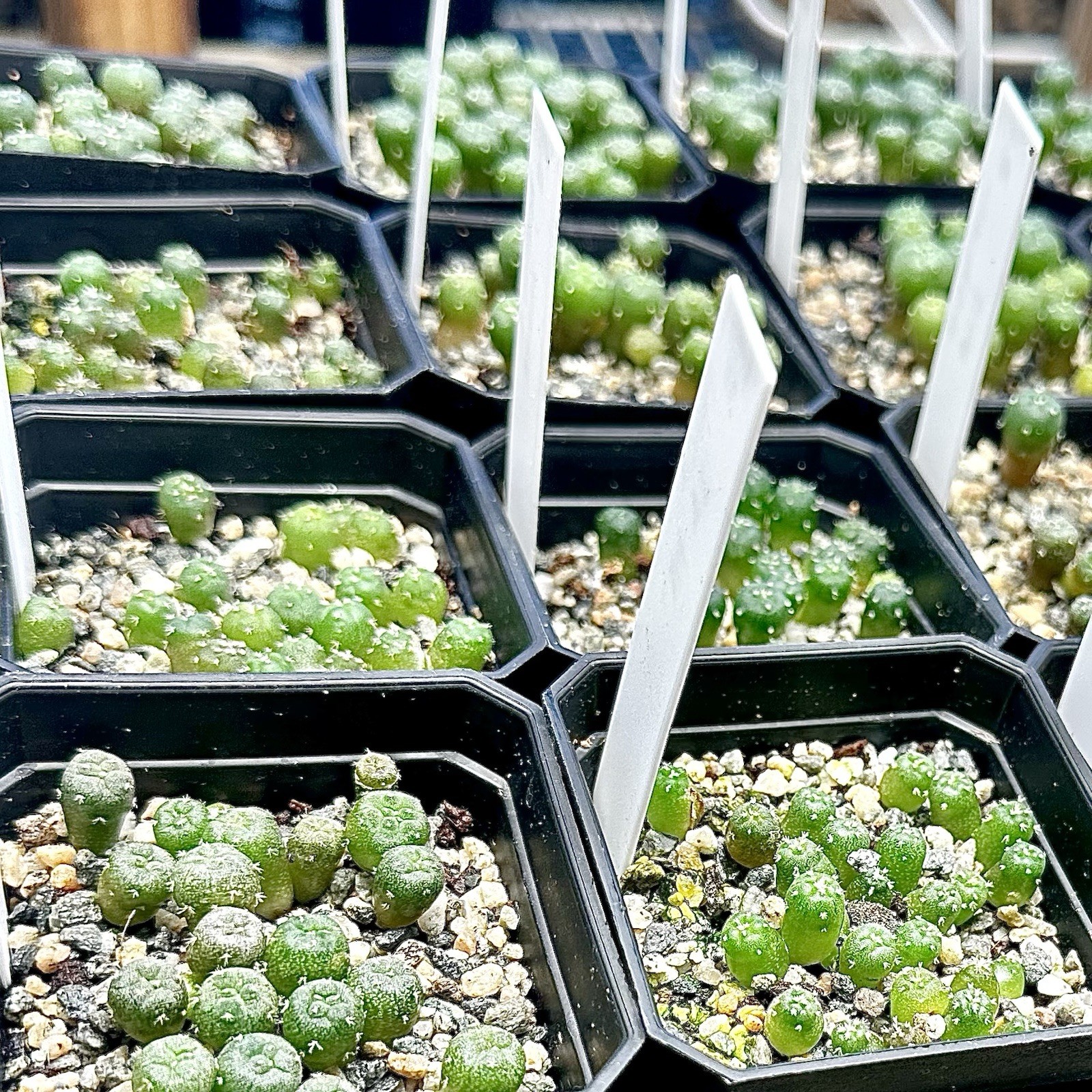 RARE SEEDS (10pk) w…v. Estancia Vanegas x10 (Ten) Cactus US SELLER