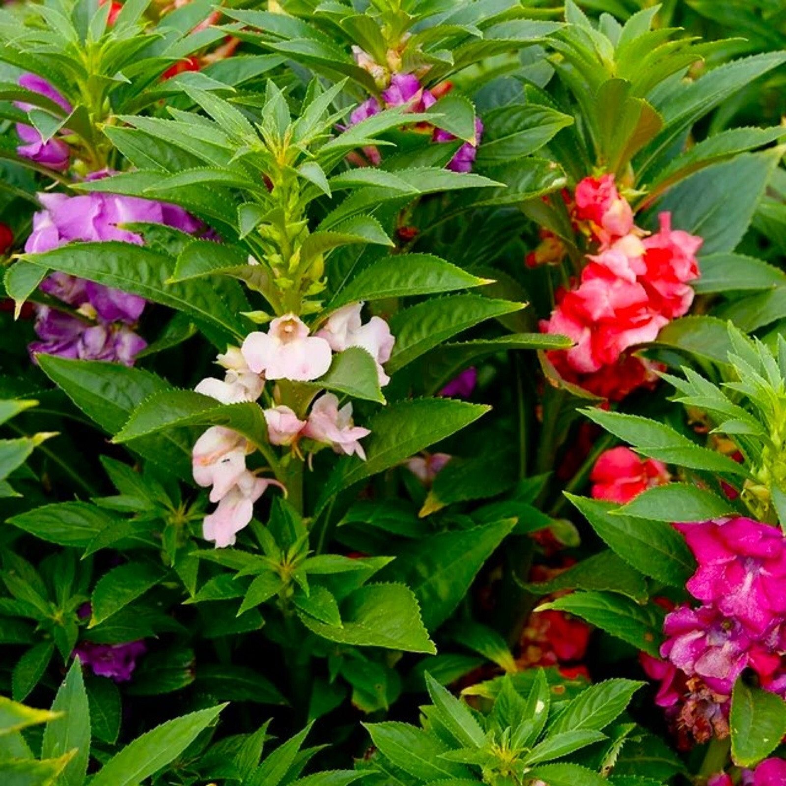 Beautiful Impatiens Seeds Bush Mixed 50 Seeds BUY 4 GET FREE SHIPPING!!!!!