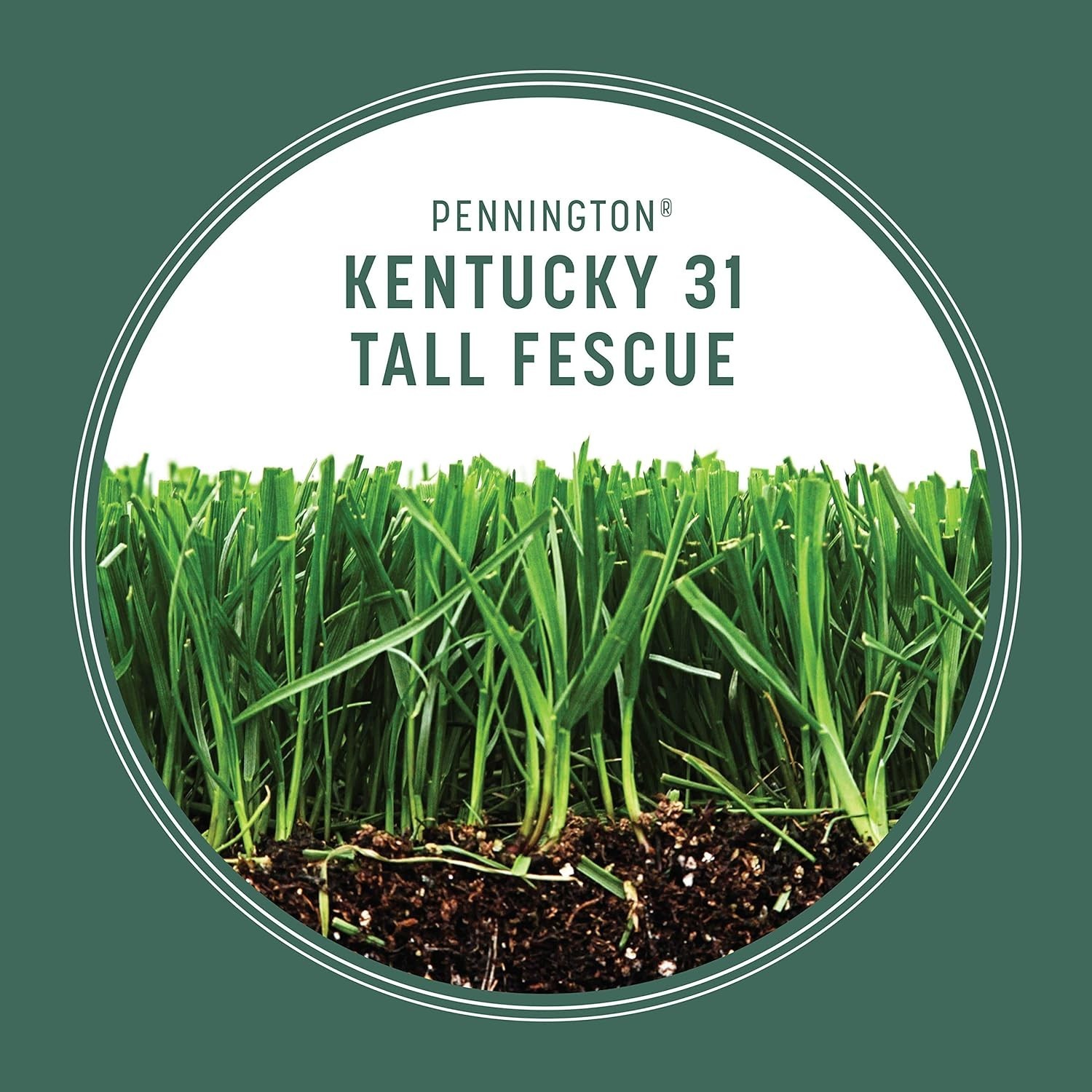 Drought-Resistant Kentucky 31 Tall Fescue Grass Seed – 3 lb for Easy Gardening