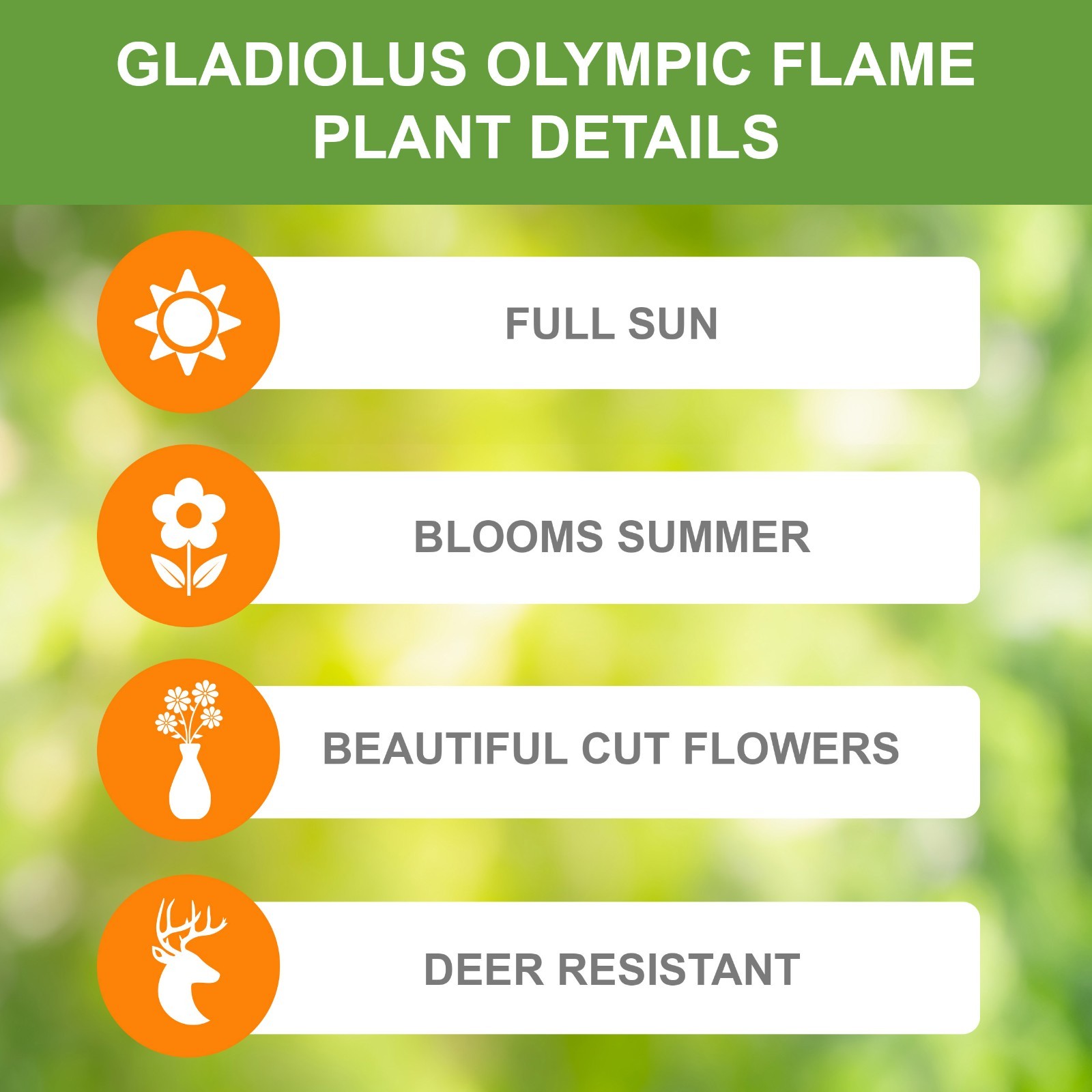 Garden State Bulb Olympic Flame Gladiolus Flower Bulbs, 12/14cm, Spring Planting