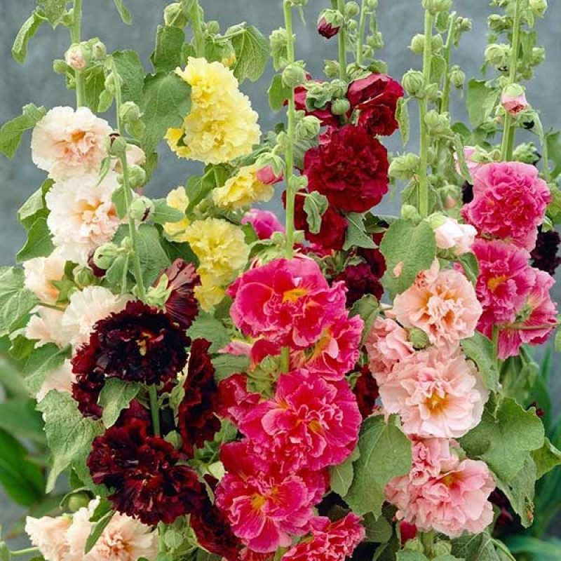22 SEEDS – hollyhock, SUMMER CARNIVAL MIX GroCo – BUY ANY 15-SHIPS FREE
