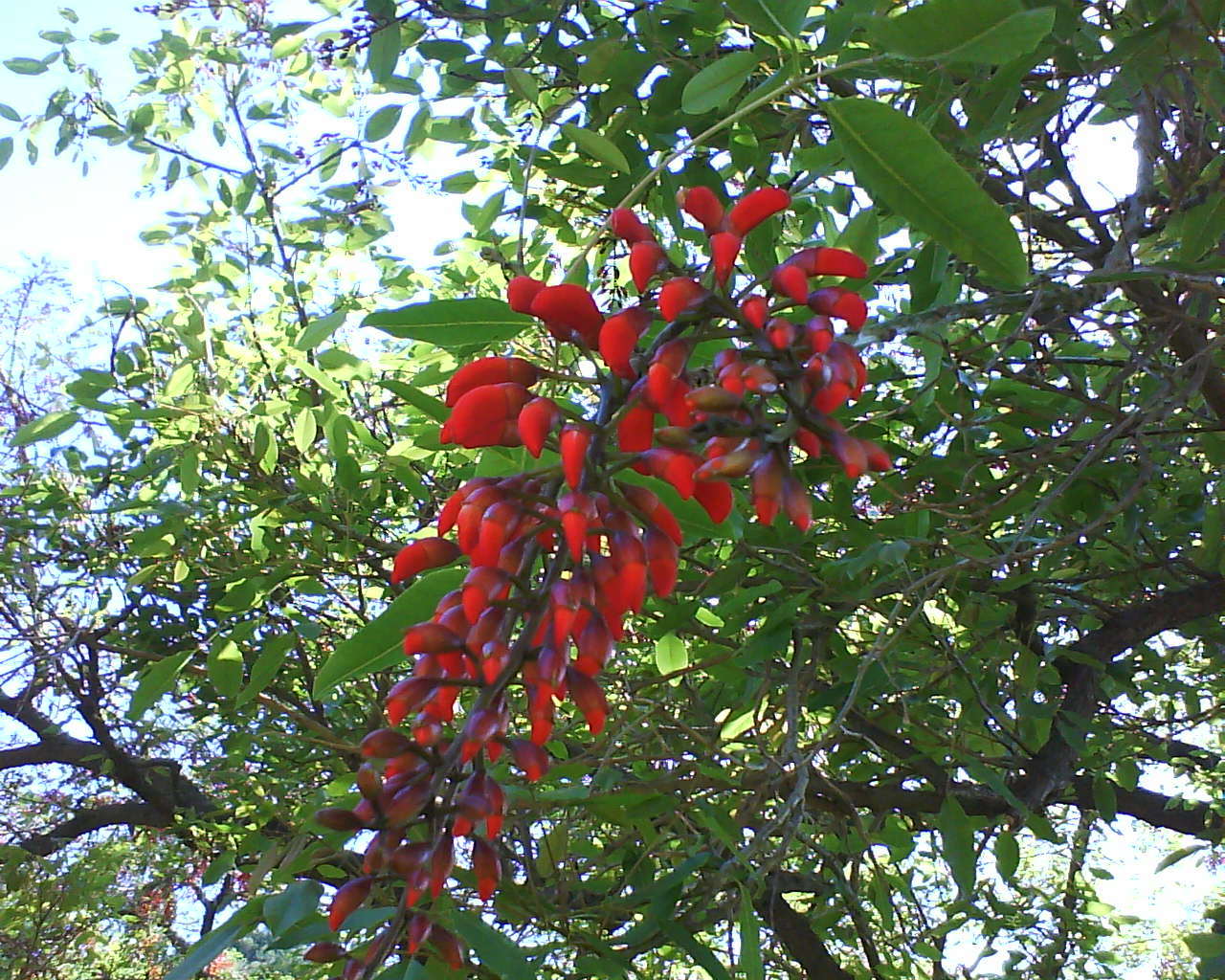 Coral Tree, Erythrina corallodendron, Tree Seeds