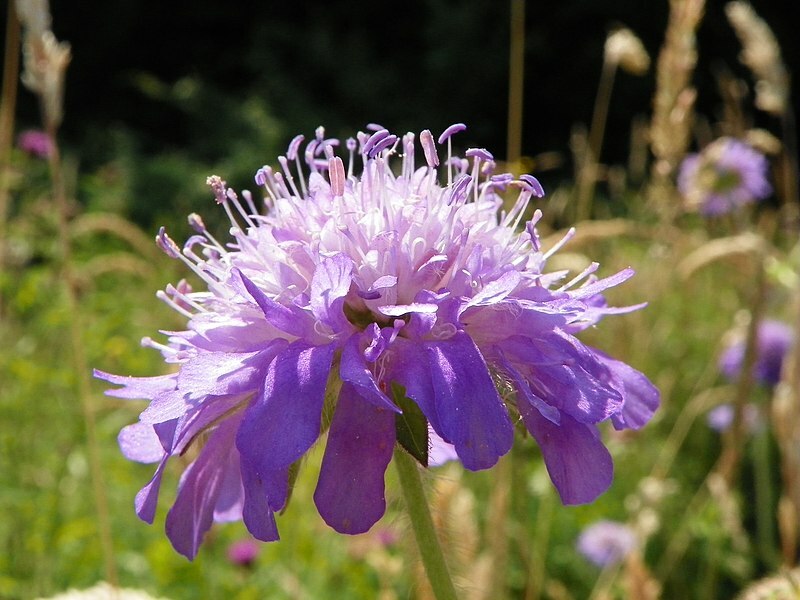KNAUTIA, MIXED COLORS 100 SEEDS, RED, PINK, LAVENDER, PERENNIAL *EZ TO GROW*