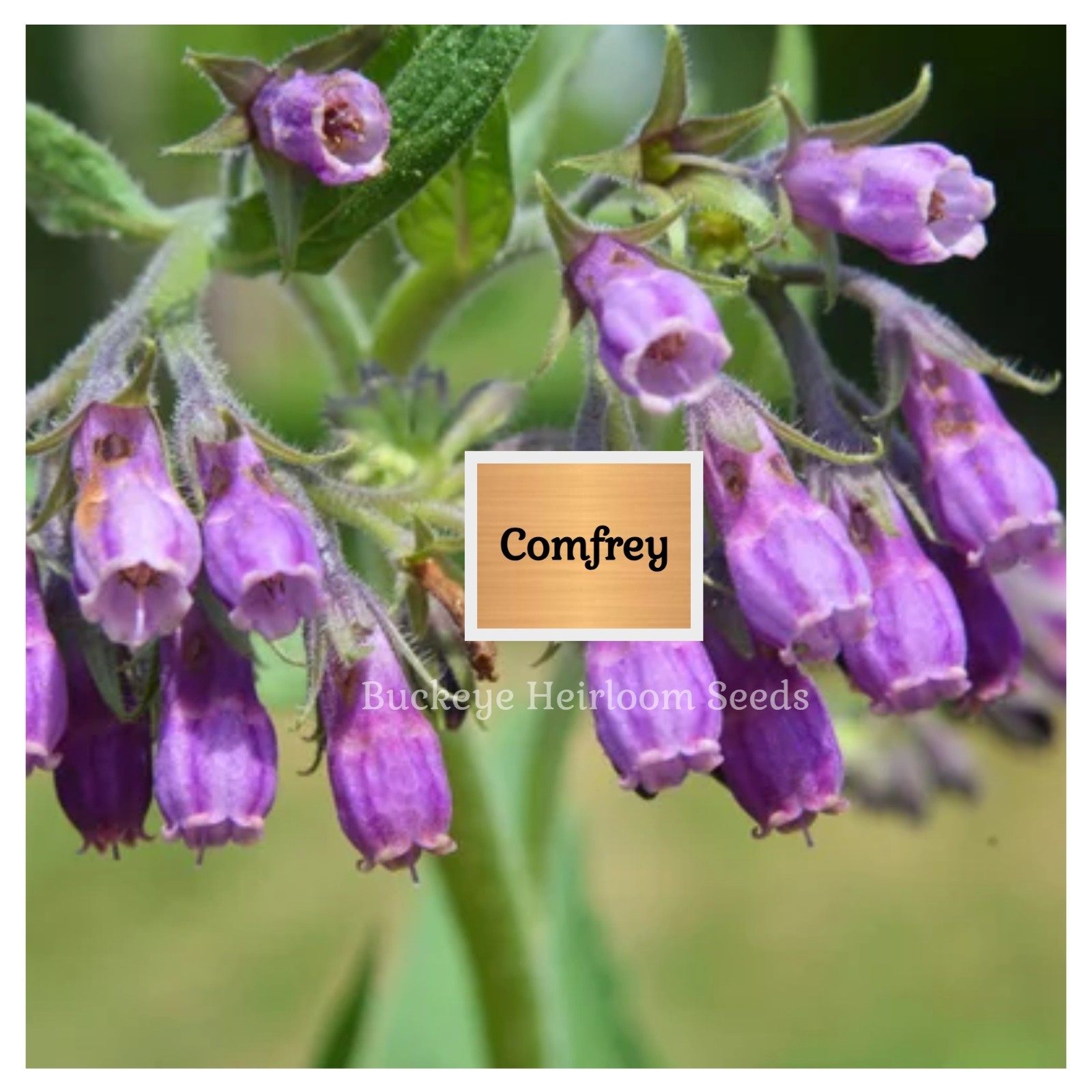 Comfrey – True Comfrey Seeds – Medicinal Herb – GMO Free (Symphytum Officinale)
