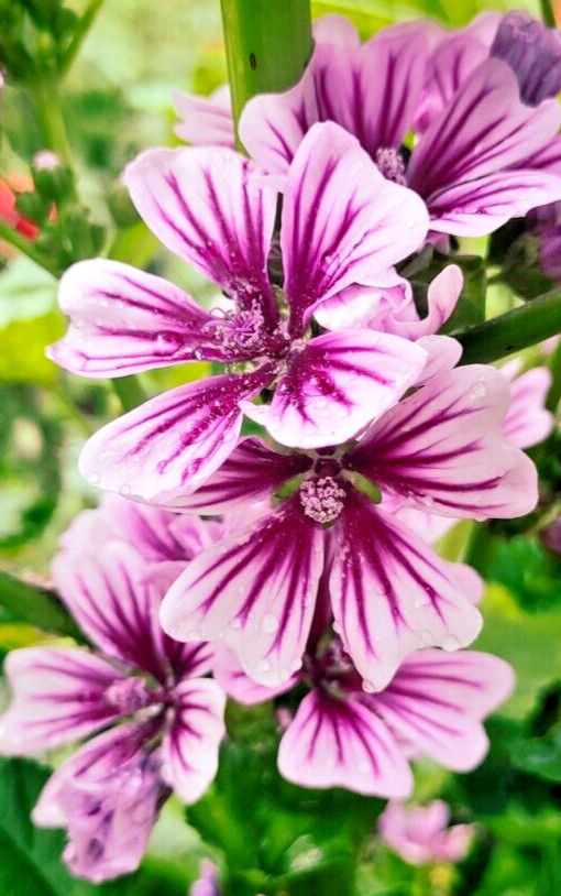ZEBRA MALLOW 1000 SEEDS. ZEBRA STRIPED, HARDY, MALVA SYLVESTRIS, BULK