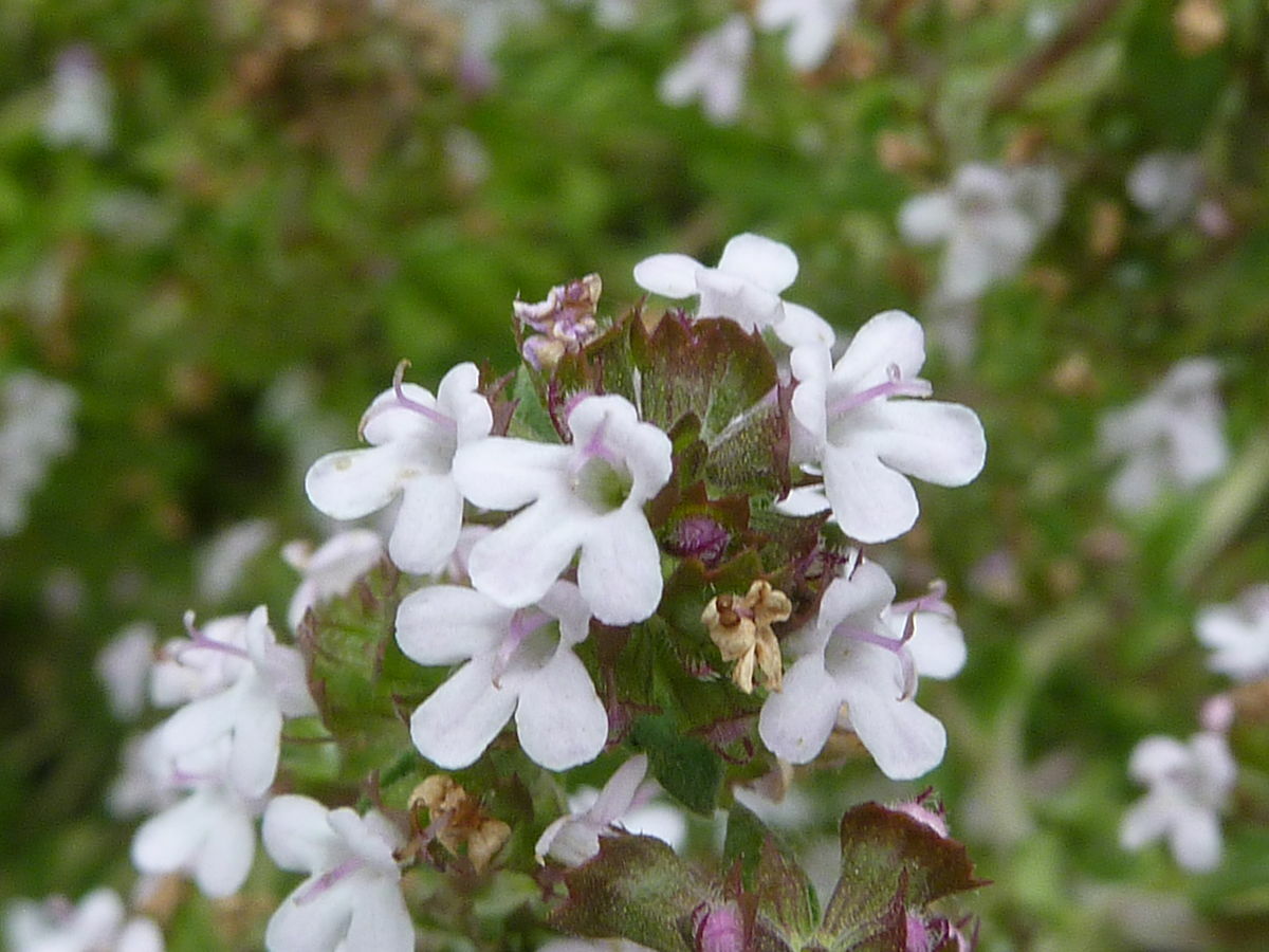 3000 Common Thyme Seeds Thymus vulgaris Herb Seeds Non_GMO Free Shipping