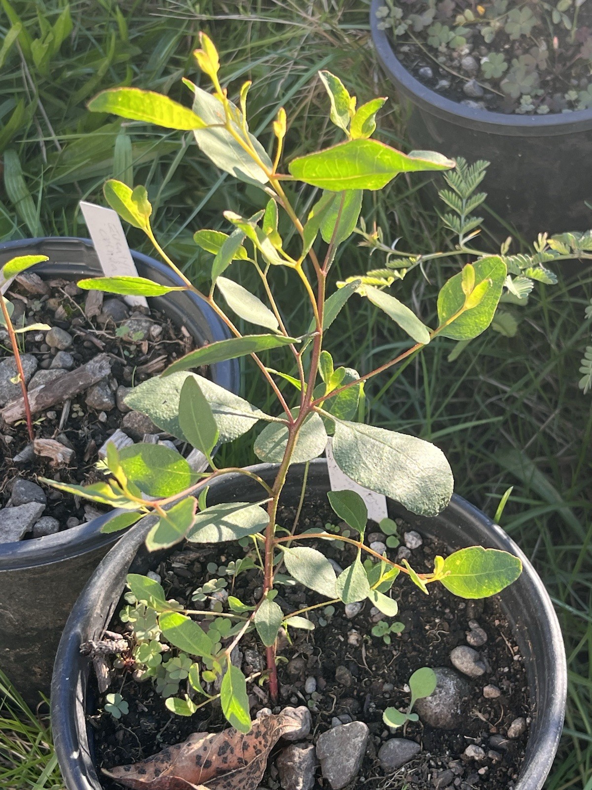 Eucalyptus cernua Seeds – ‘Red flowered Moort’