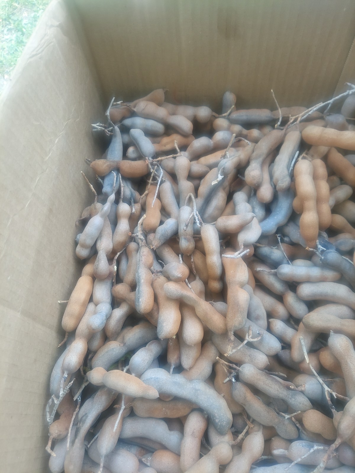Whole Tamarind Pods Dried Bulk Lot Cardboard Box Dried Fruit & Vegetable
