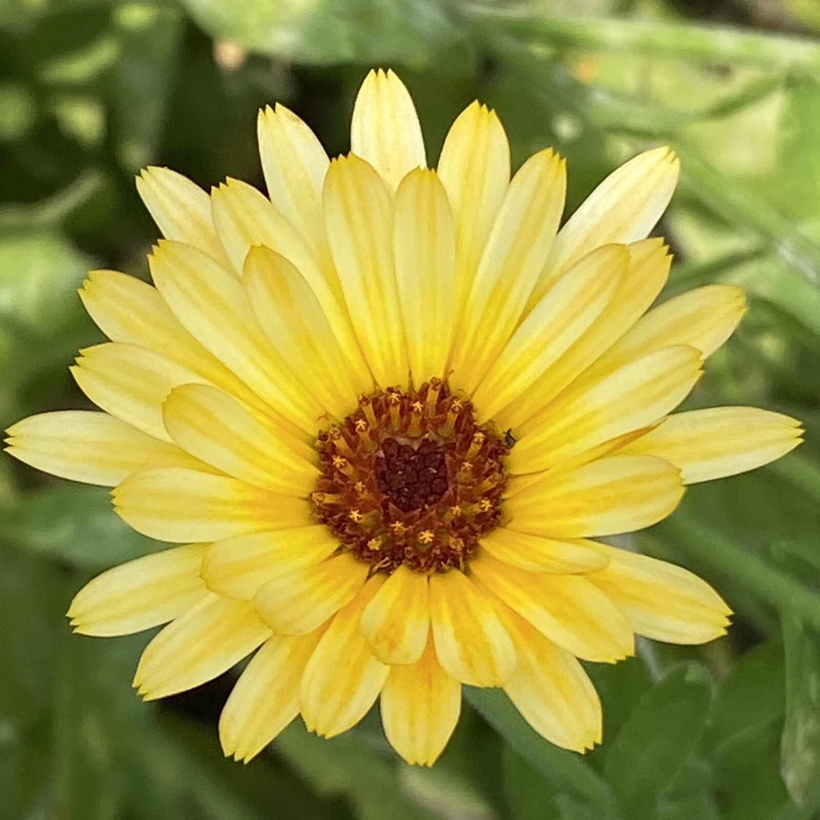800 + Calendula Flower Seeds Medicinal Herb Inflammation Skin Care Garden Mix