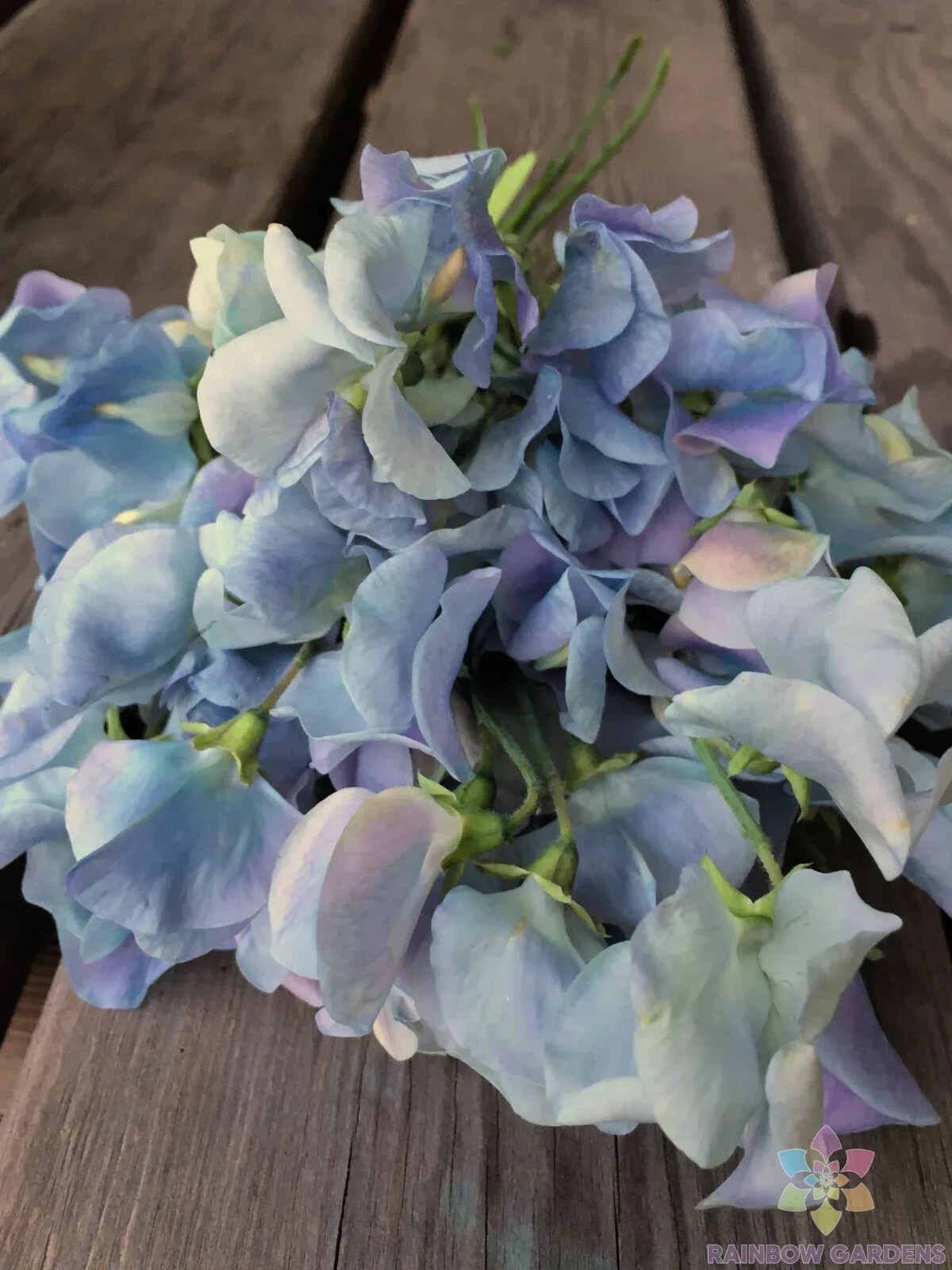 50+ Lunar Blue Sweet Pea Seeds for Garden Planting – USA – FREE SHIPPING!