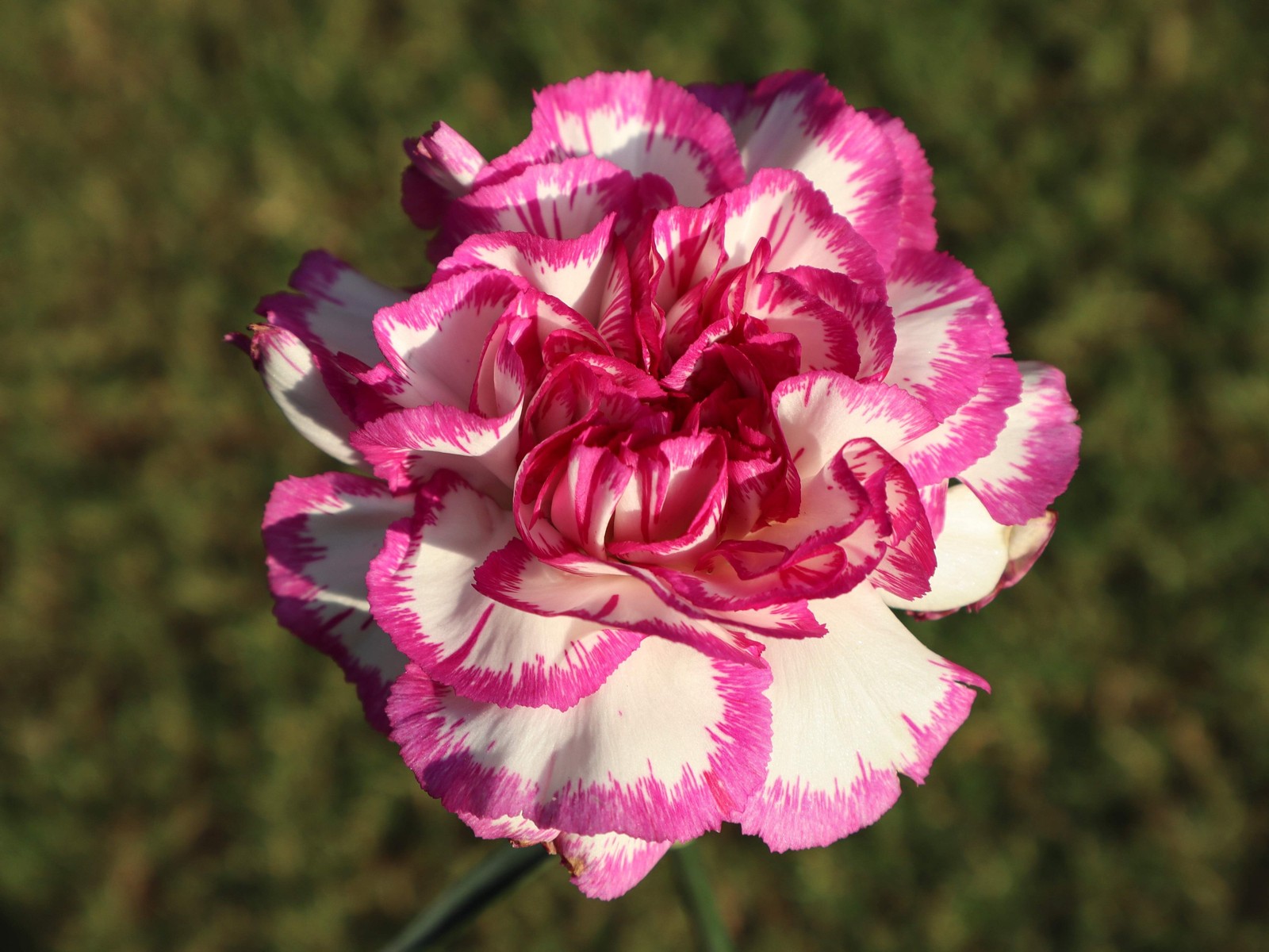 100 Mixed CARNATION / DOUBLE DIANTHUS Chinensis Flower Seeds *Comb S/H