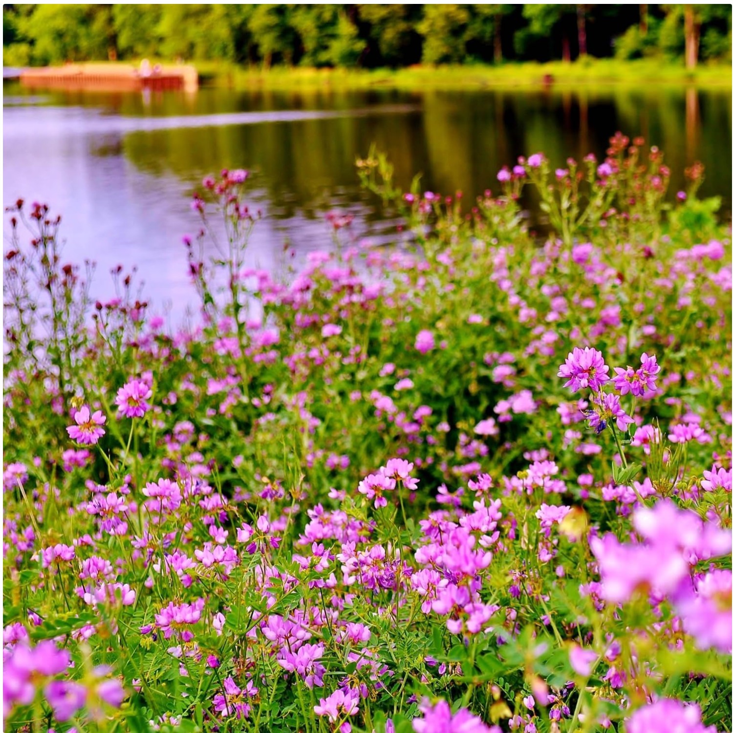 Versatile Crown Vetch Seeds – USDA Zone 4-10