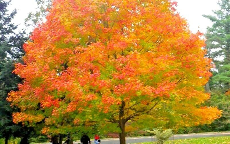 15 GREEN MOUNTAIN SUGAR MAPLE SEEDS -Acer saccharum ‘Green Mountain’