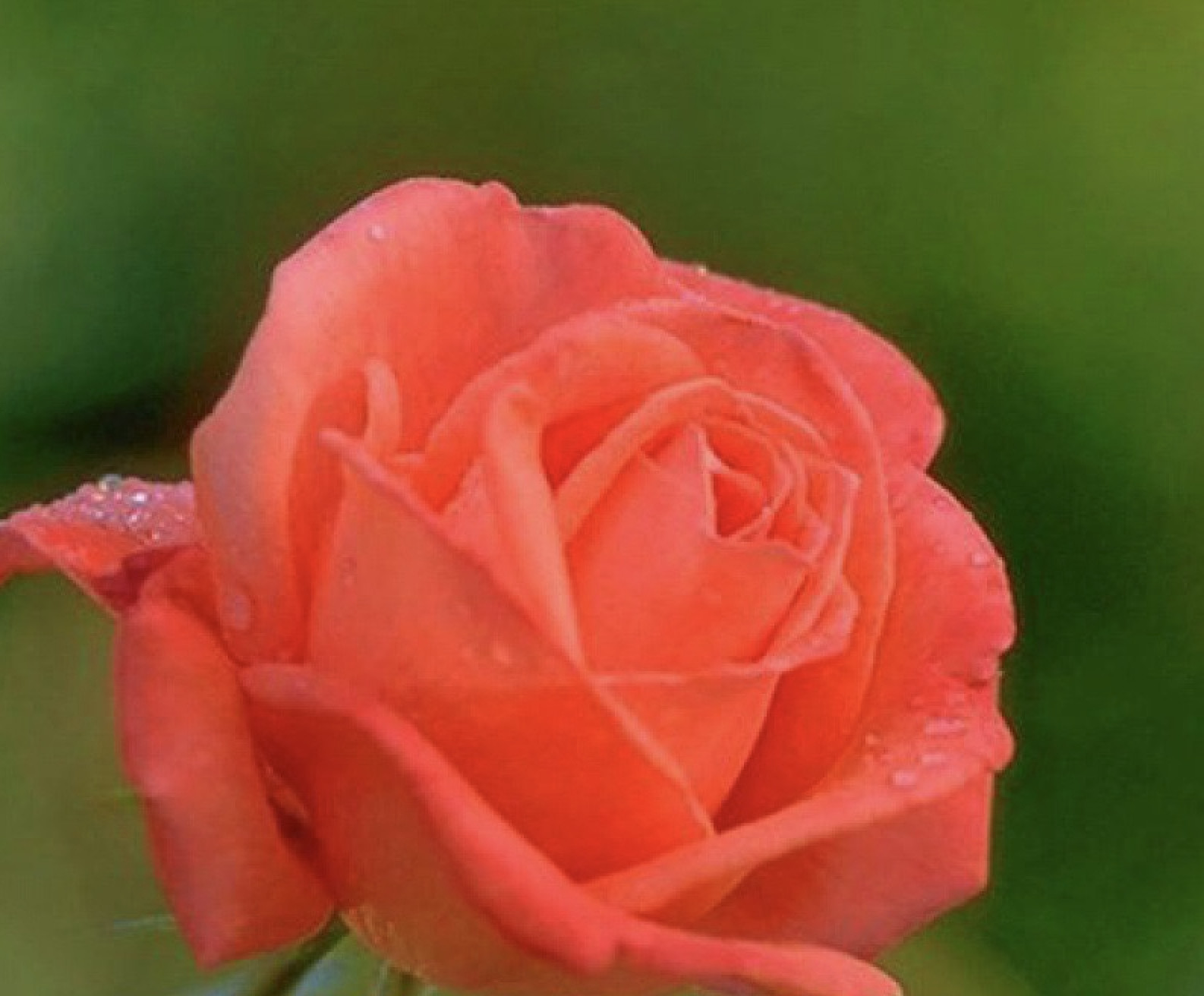 20 CLASSIC STYLE ROSE SEEDS home garden flower plant bush diy Rosas hybrid tea