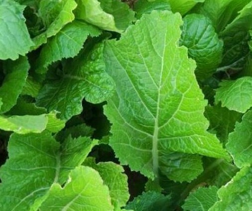 MUSTARD SEEDS 300+ FLORIDA BROADLEAF healthy GARDEN LEAFY greens FREE SHIPPING