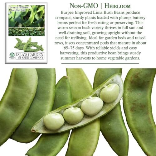 Burpee Improved Lima Bush Bean Seeds (Phaseolus lunatus) – 30+ Non-GMO &
