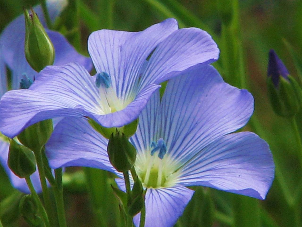 BLUE FLAX SEED, 100+ SEEDS, BEAUTIFUL STRIKING BLUE FLAX FLOWERS