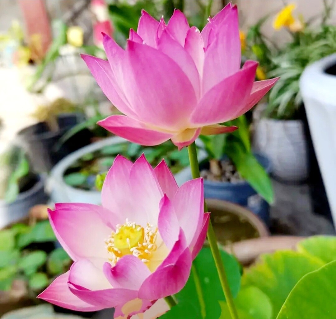 25 Sacred Lotus Flower Seeds Nelumbo Nucifera Edible Aquatic Water Lily