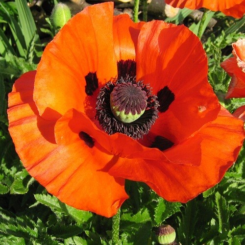 2,500 Prince of Orange Perennial Orientale Poppy Seeds For Planting. Huge Blooms