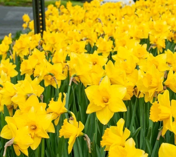 Yellow Dutch Master Daffodil Bulbs Lot Of 100 Ready To Grow Flowers