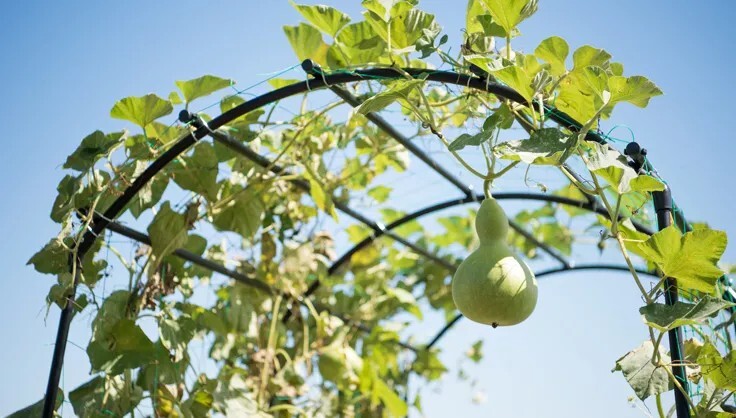 15 Birdhouse Gourd Seeds, Heirloom, Non-GMO, Free Shipping USA