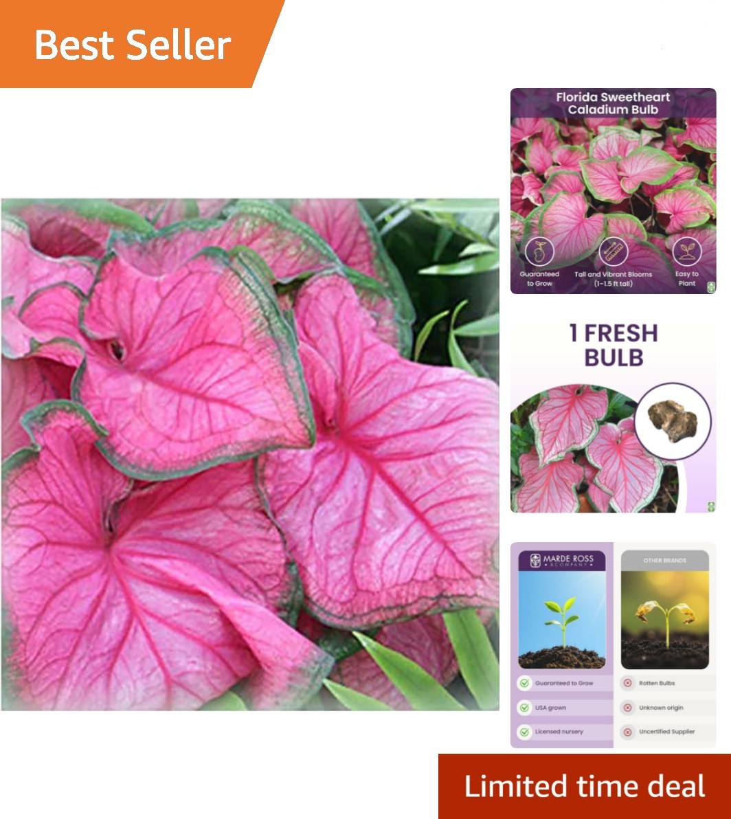Heirloom Florida Sweetheart Caladium Bulbs – Large Root for Vibrant Pink Foliage