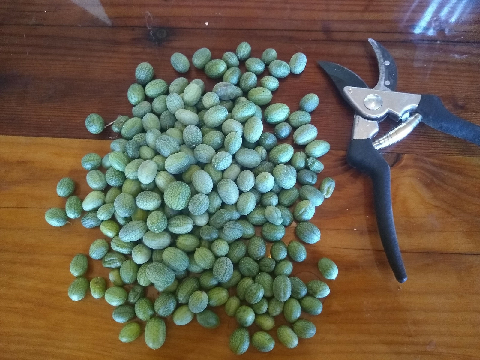 Cucamelon seed (Melothria scabra) Mouse Melon, Mexican Sour Gherkin ~ 25 to 1000