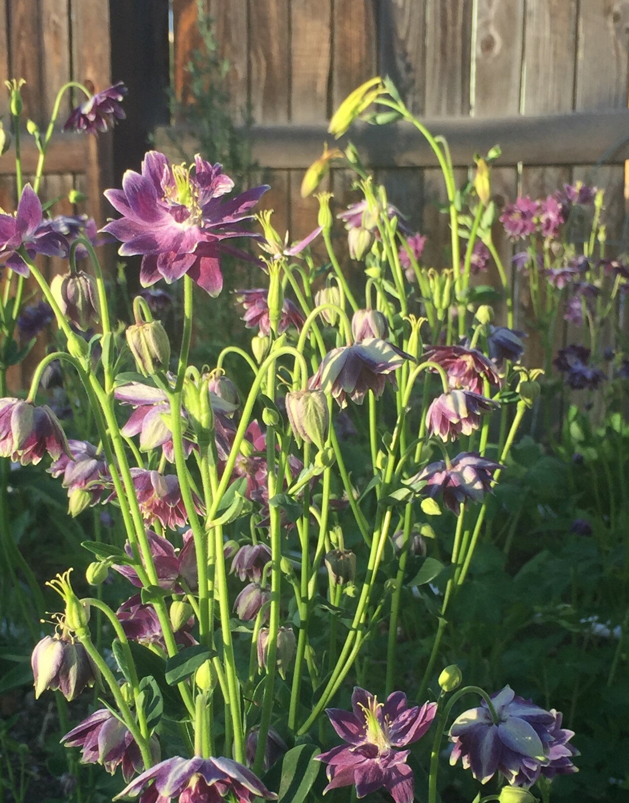 COLUMBINE BARLOW 150 Seeds DARK PURPLE Aquilegia vulgaris Flowers seeds +gift