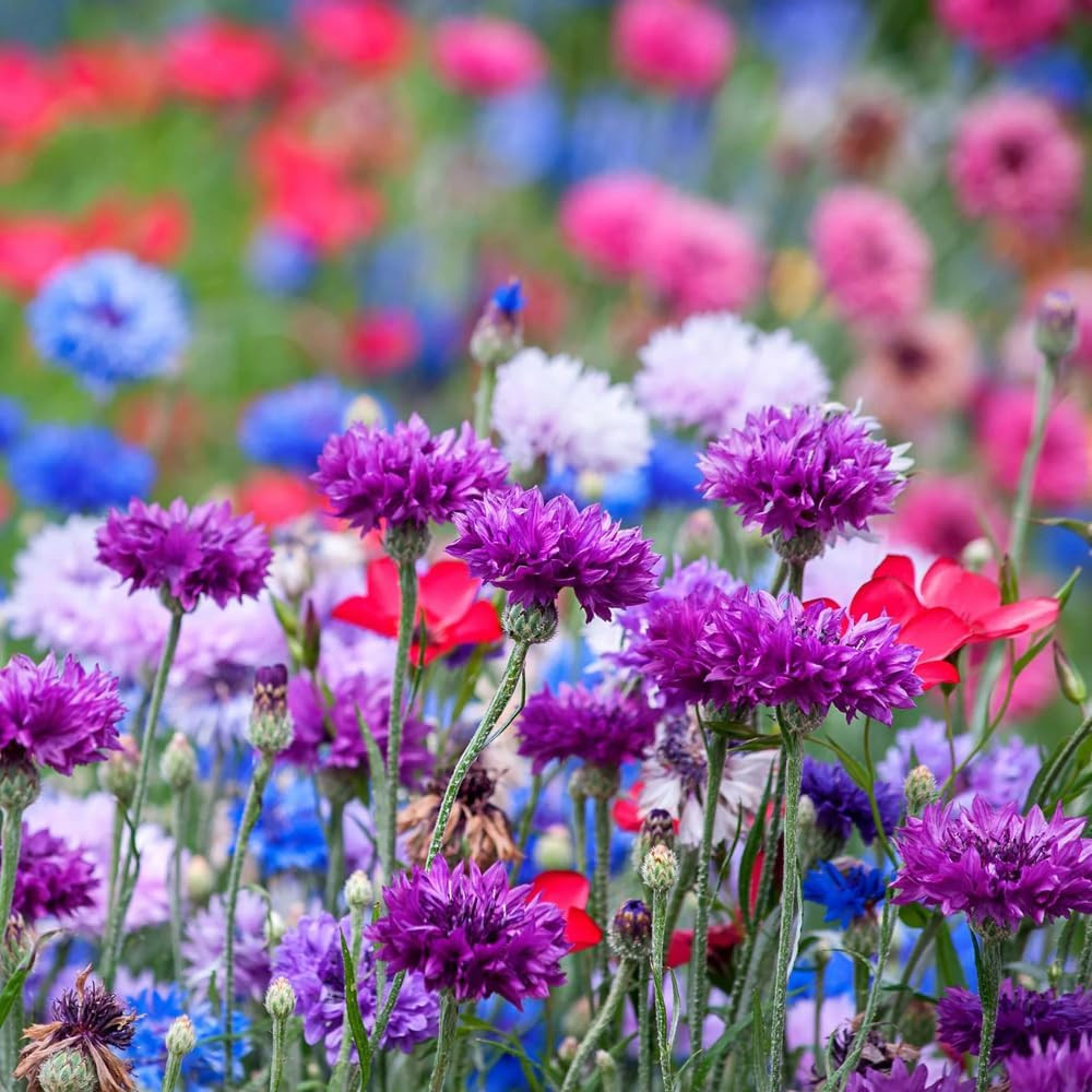 1008+ Dwarf Colorful Cornflower Seeds Perennial, Cornflower Seeds Mix for Planti
