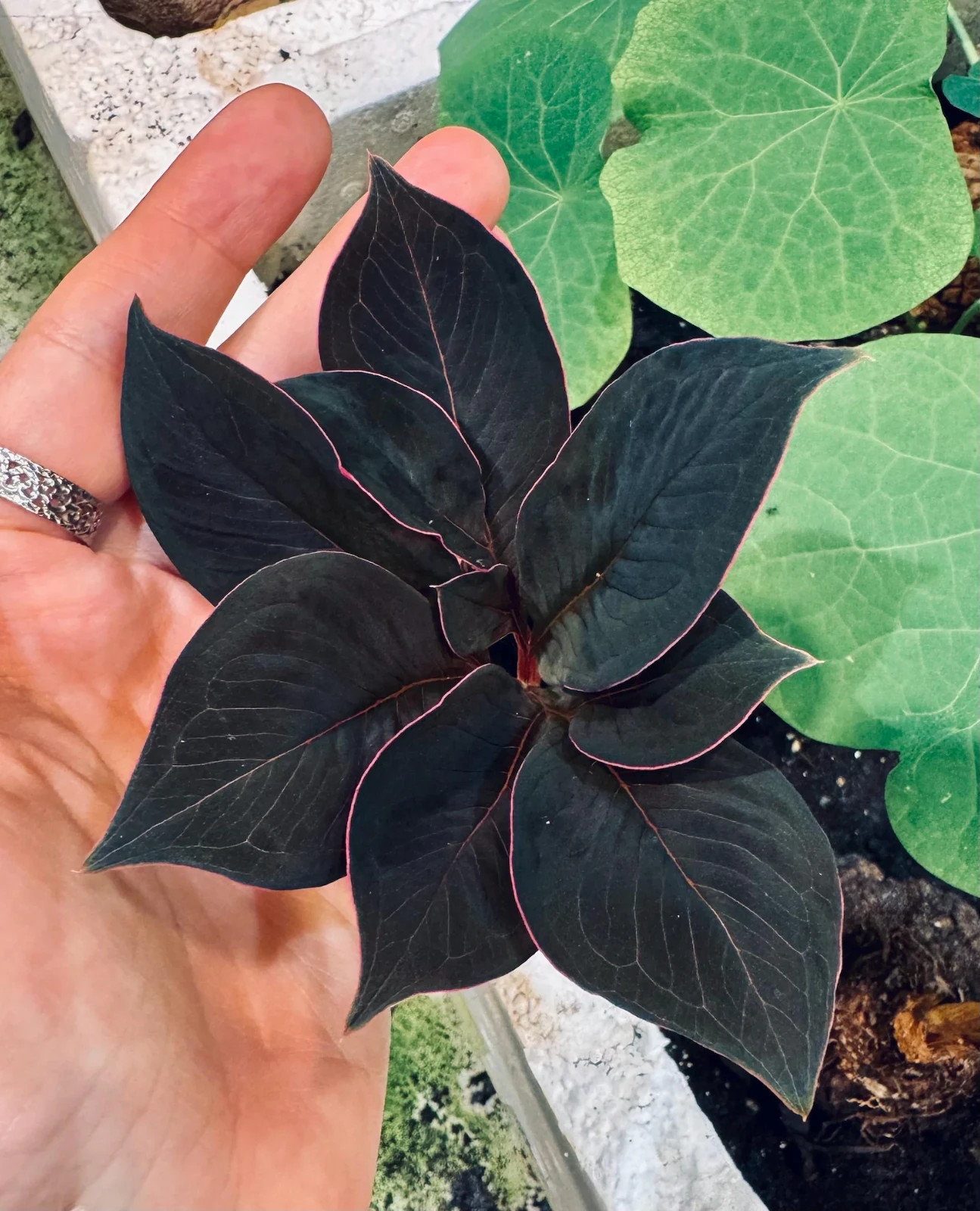 [BULB ONLY] Rare Amorphophallus Atroviridis ~2″ Velvet Pink Edge Tropical Caudex