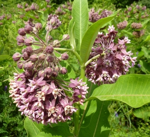 Milkweed Seed Mix 5 species Asclepias common purple orange swamp tropical