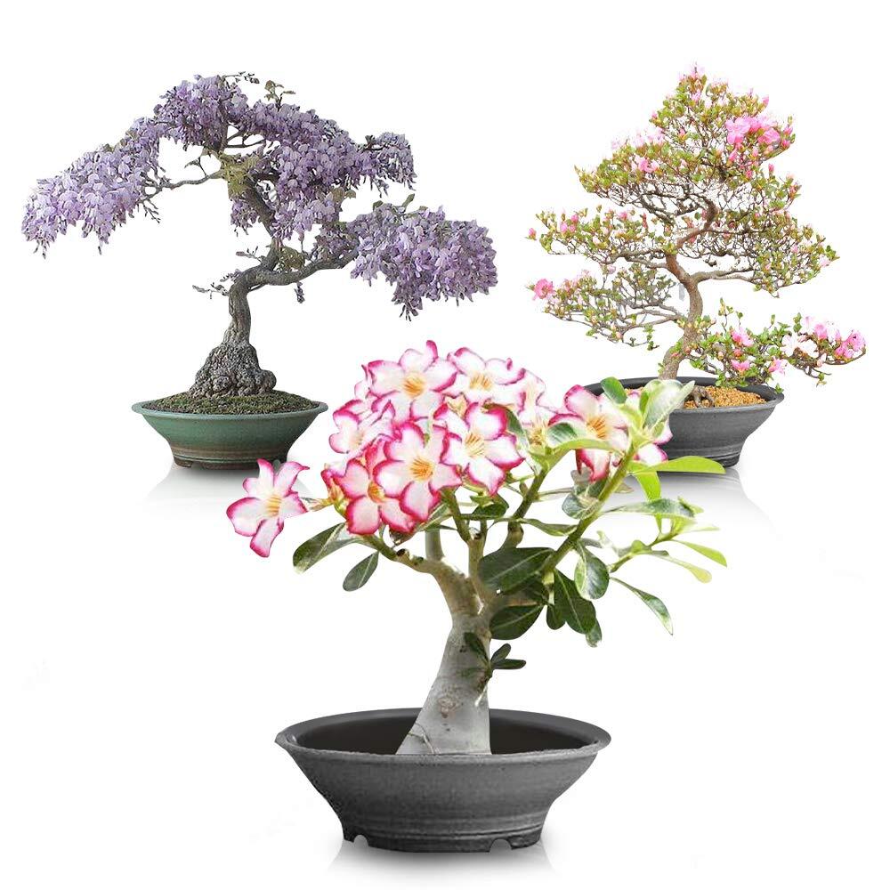 Flowering Bonsai Tree Seed Bundle #2 – All Flowering Tree Seeds, Vibrant Colors