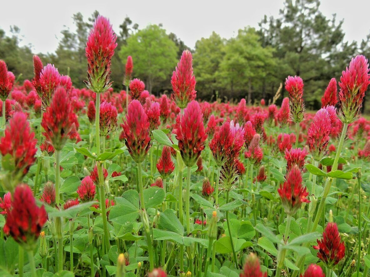 1001+CRIMSON CLOVER Seeds Groundcover Food Plot Native Wildflower Pollinators