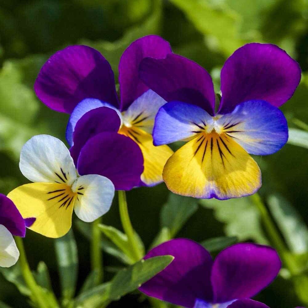 500++ JOHNNY JUMP UP SEEDS – VIOLA – FLOWER SEEDS FREE SHIPPING USA