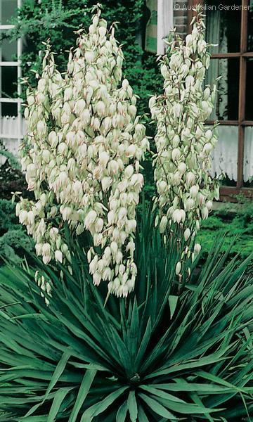 Adams Needle, Yucca filamentosa, Shrub Seeds (Evergreen, Showy, Hardy)