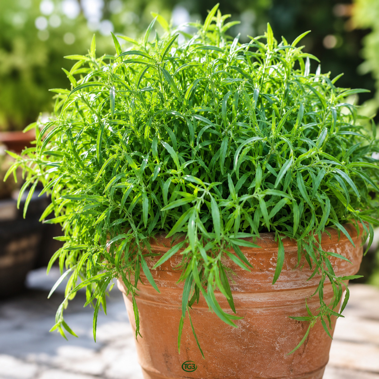 2000+ TARRAGON SEEDS SPRING PERENNIAL HERB FLOWER GARDEN ANISE NON-GMO HEIRLOOM