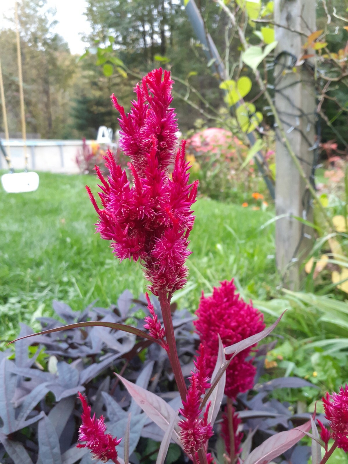 celosia pampas plume, feather mix 25+ Seeds