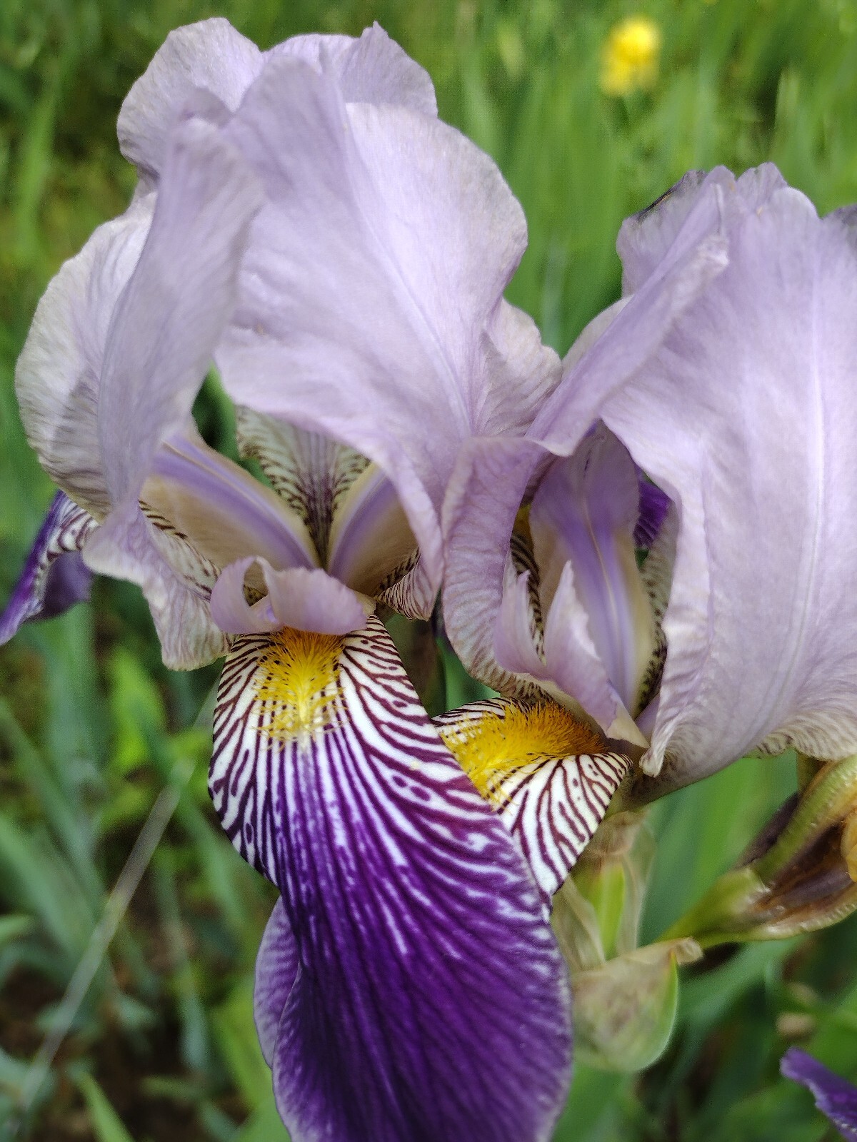 30x Fresh Bearded Iris Rhizomes Mixed Varieties
